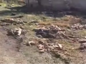 Ermənilər apara bilmədikləri mal-qaranı bu hala qoyur – Video