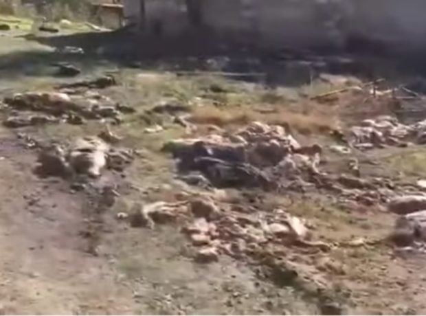 Ermənilər apara bilmədikləri mal-qaranı bu hala qoyur – Video