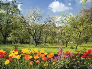 image-1646905895_spring-flowers-fruit-trees-bloom