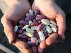 image-runner-beans-1835646_1280-pic_32ratio_900x600-900x600-77300