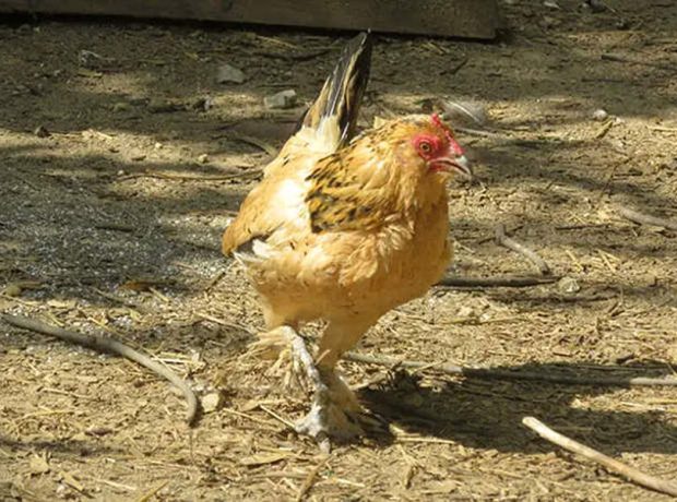 image-oldest-chicken-pic_32ratio_900x600-900x600-22900
