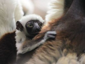 image-babysifaka