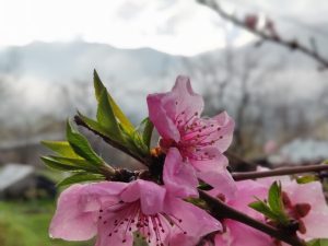 image-img_20230328_082558-1000x600