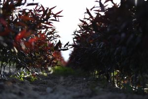 image-17164928384301350963_1200x630