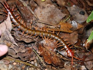 image-chinese_red-headed_centipede__scolopendra_subspinipes___5780837186_-pic_32ratio_900x600-900x600-37170