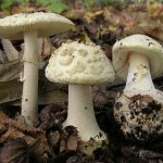 image-2006-08-09_amanita_citrina_46465_cropped