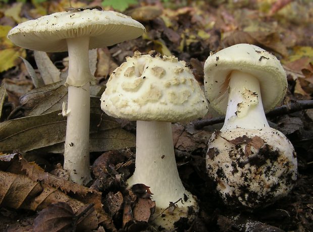 image-2006-08-09_amanita_citrina_46465_cropped