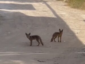 image-videocapture_20250528-181150