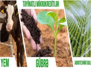 Bu ilin 11 ayı ərzində AKİA xətti ilə verilən aqrar kredit və güzəştlərdən 5623 fermer və sahibkar yararlanıb