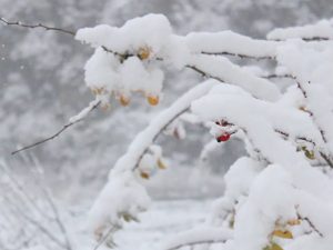 Lerik və Yardımlı rayonlarının yüksək dağlıq ərazilərinə qar yağıb