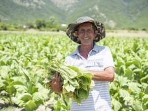 2020-ci ildə tütünçülükdə orta məhsuldarlıq göstəriciləri yüksəlib