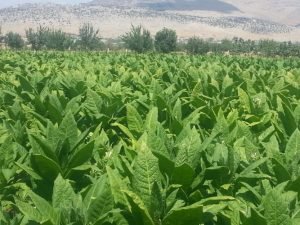 Bugünədək sahələrdən 6240,8 ton tütün yığılıb – OPERATİV MƏLUMAT