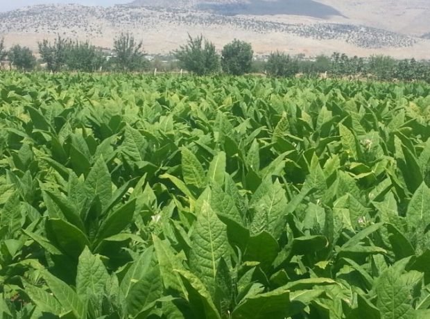 Bugünədək sahələrdən 6240,8 ton tütün yığılıb – OPERATİV MƏLUMAT