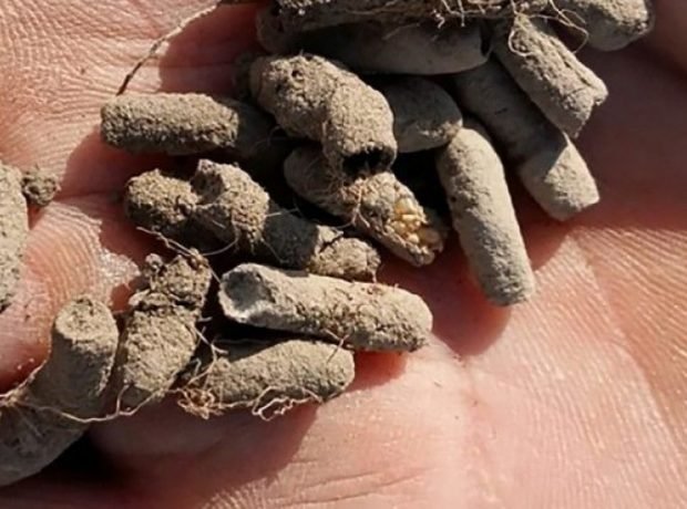 Bölgələrdə çəyirtkəkimilərin küpələrinin payız müşahidələri davam etdirilir