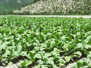 “Bugünədək sahələrdən 6065,2 ton tütün yığılıb” – OPERATİV MƏLUMAT