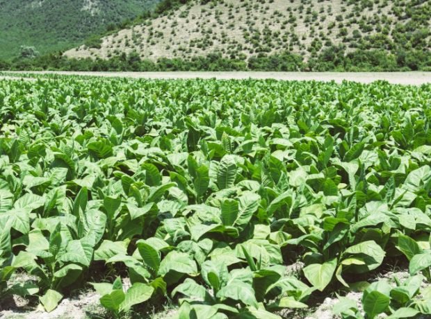 “Bugünədək sahələrdən 6065,2 ton tütün yığılıb” – OPERATİV MƏLUMAT