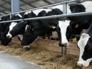 Heyvan orqanizminin xəstəliklərə qarşı müqaviməti necə artırılmalı?- Fermerlərə tövsiyə