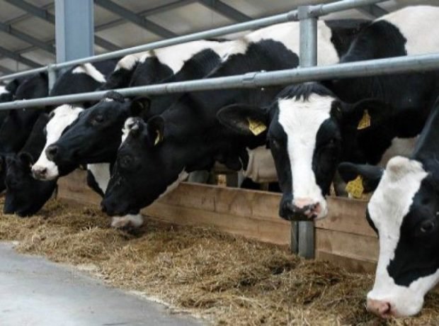 Heyvan orqanizminin xəstəliklərə qarşı müqaviməti necə artırılmalı?- Fermerlərə tövsiyə