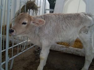 Dispepsiya nədir, buzovları ondan necə qorumalı?-Fermerlərə məsləhət