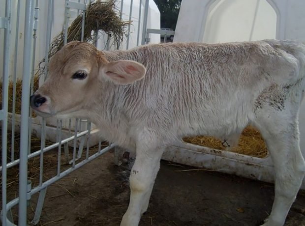 Dispepsiya nədir, buzovları ondan necə qorumalı?-Fermerlərə məsləhət