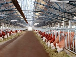 Boğaz inəklərin sanitar-gigiyenası – Fermerlərə tövsiyə