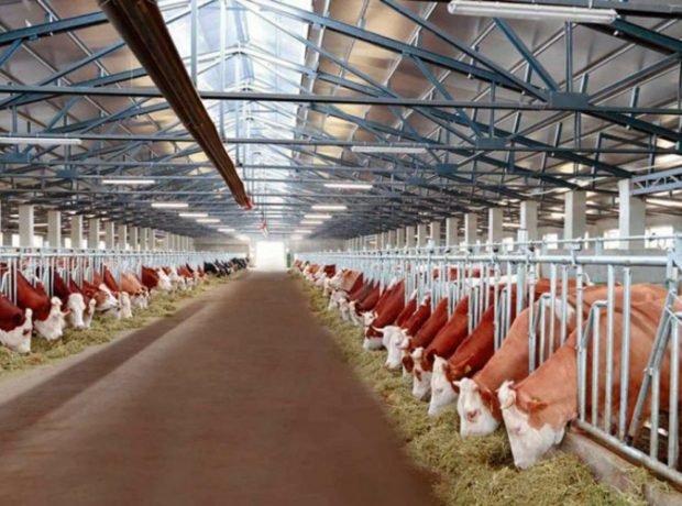 Boğaz inəklərin sanitar-gigiyenası – Fermerlərə tövsiyə