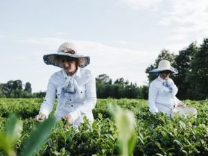 “Aqrar məsləhət xidmətlərinin gücləndirilməsi” layihəsi çərçivəsində seminar keçirilib