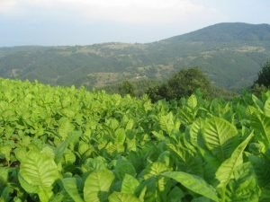 Bugünədək sahələrdən 6936,2 ton tütün yığılıb – OPERATİV MƏLUMAT