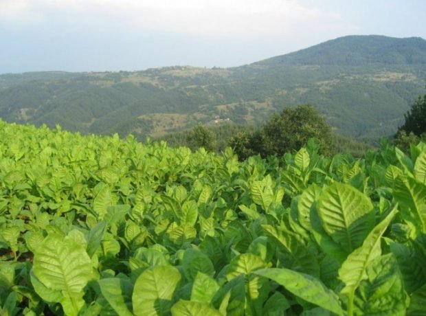 Bugünədək sahələrdən 6936,2 ton tütün yığılıb – OPERATİV MƏLUMAT