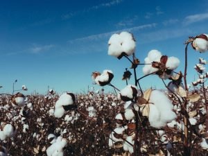 Pambıq üzrə orta məhsuldarlıq 33,2 sentnerə çatıb