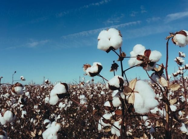 Pambıq üzrə orta məhsuldarlıq 33,2 sentnerə çatıb