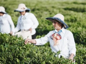 Kənd təsərrüfatı istehsal kooperativlərinin yaradılma prosedurları sadələşdirilir