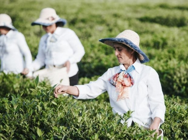 Kənd təsərrüfatı istehsal kooperativlərinin yaradılma prosedurları sadələşdirilir