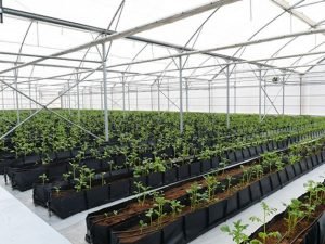 Azərbaycanda istixana sahiblərinə qazdan istifadəyə görə ödənişdə güzəşt tətbiq olunacaq