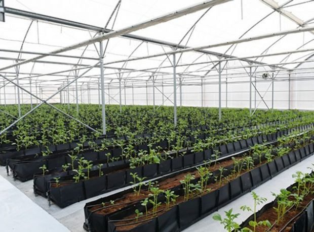 Azərbaycanda istixana sahiblərinə qazdan istifadəyə görə ödənişdə güzəşt tətbiq olunacaq