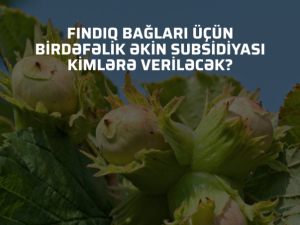 Kənd Təsərrüfatı Nazirliyiintensiv fındıq bağlarının torpaq kateqoriyası nəzərə alacaq