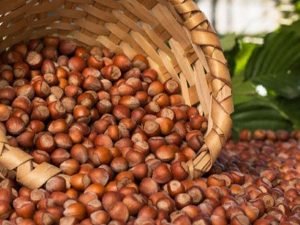 Azərbaycanda fındıq sahələrinin güzəştli sığortasına başlanıb