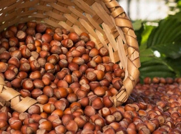 Azərbaycanda fındıq sahələrinin güzəştli sığortasına başlanıb