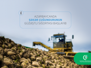 Azərbaycanda şəkər çuğundurunun güzəştli sığortası başlayıb FOTO