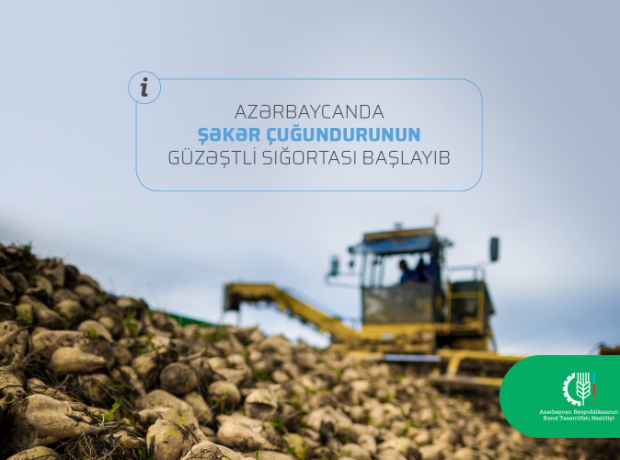 Azərbaycanda şəkər çuğundurunun güzəştli sığortası başlayıb FOTO