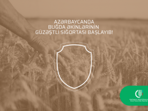 Azərbaycanda buğda əkinlərinin güzəştli sığortası başlayıb
