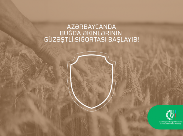 Azərbaycanda buğda əkinlərinin güzəştli sığortası başlayıb