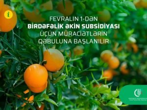 Fevralın 1-dən birdəfəlik əkin subsidiyası üçün müraciətlərin qəbuluna başlanılır