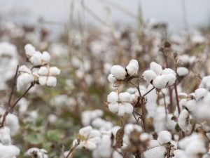 Goranboyda pambıq yığımında yeni nəsil kombaynlar sınaqdan keçirilib
