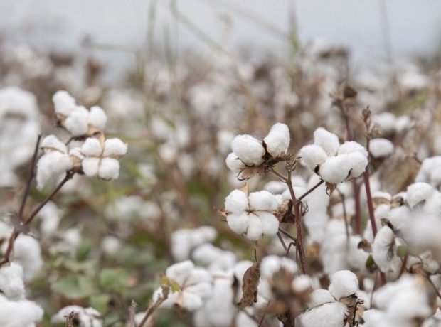 Goranboyda pambıq yığımında yeni nəsil kombaynlar sınaqdan keçirilib
