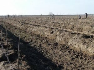 Saatlıda Türkiyədən gətirilən yeni heyva sortundan bağ salınır FOTOLAR