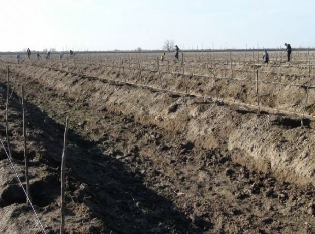 Saatlıda Türkiyədən gətirilən yeni heyva sortundan bağ salınır FOTOLAR