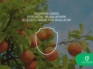 Azərbaycanda portağal sahələrinin güzəştli sığortası başlayıb.