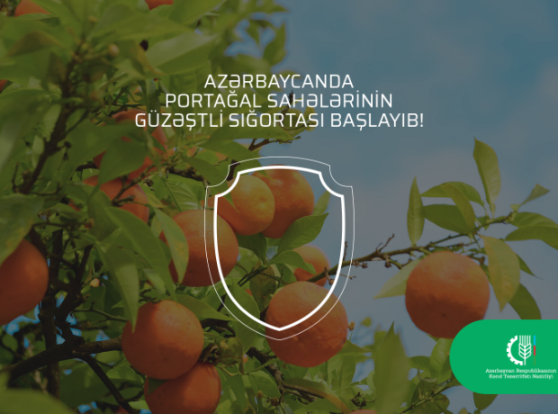 Azərbaycanda portağal sahələrinin güzəştli sığortası başlayıb.