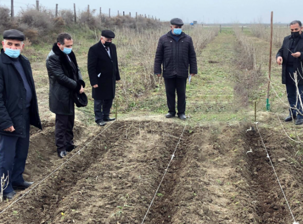 Sabirabadda “Baramaçılığın yem bazasının gücləndirilməsi” mövzusunda tarla seminarı keçirilib FOTO